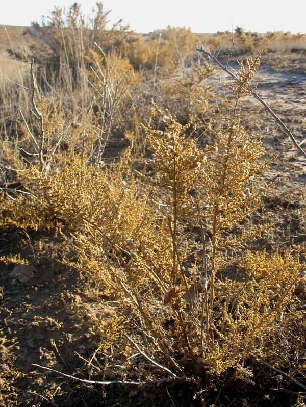 Изображение особи Salsola nodulosa.