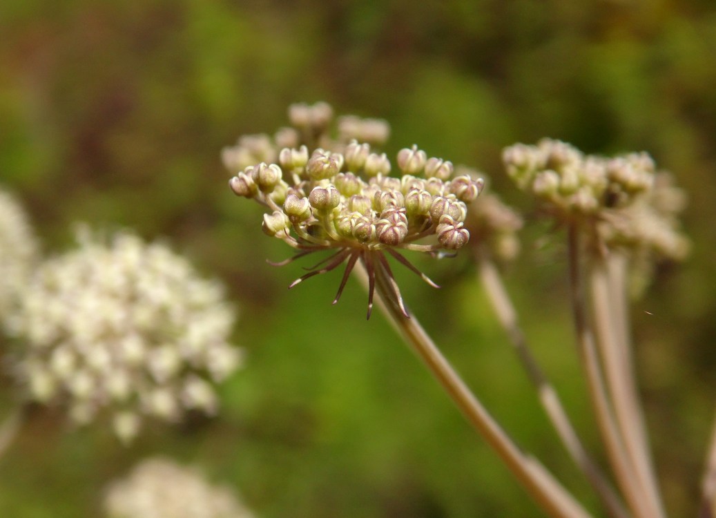 Image of Angelica sylvestris specimen.