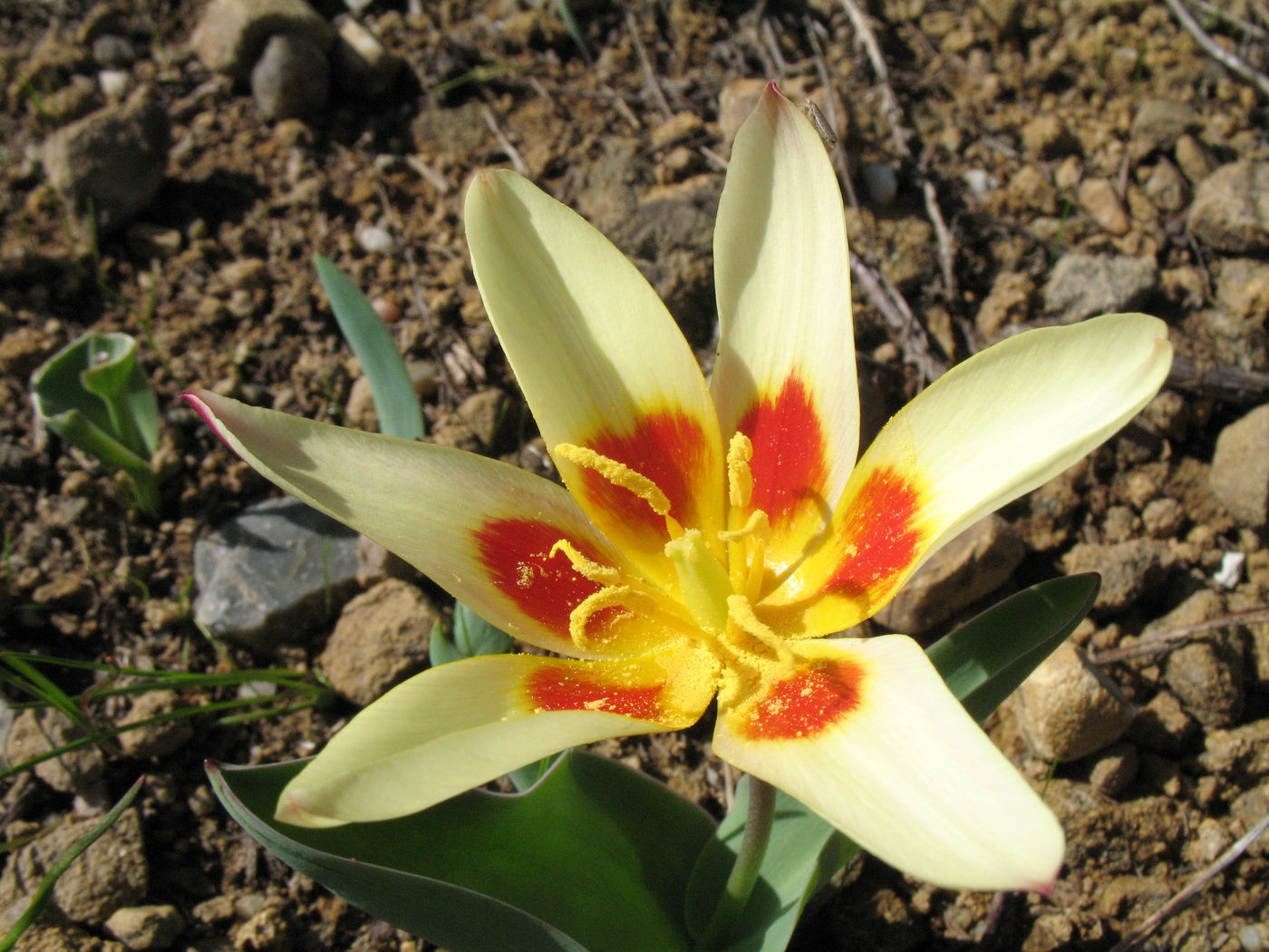 Изображение особи Tulipa berkariensis.