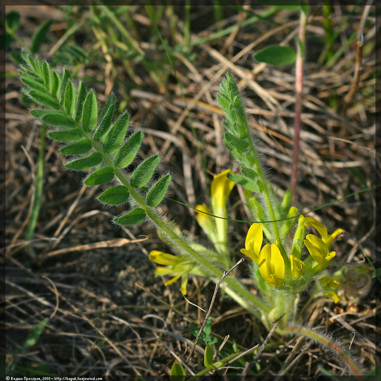 Image of Astragalus exscapus specimen.