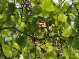 Ulmus laevis. Ветвь со зрелыми плодами. Санкт-Петербург. 02.06.2009.