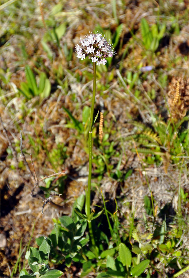 Image of Valeriana capitata specimen.