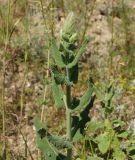 Salvia deserta