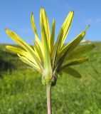 Tragopogon reticulatus. Верхушка побега с соцветием (вид со стороны обёртки). Адыгея, Кавказский биосферный заповедник, склон горы Абадзеш, ≈ 2100 м н.у.м., субальпийский луг. 28.06.2015.