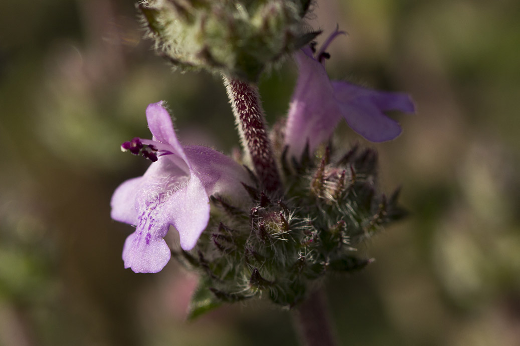 Image of Thymus comptus specimen.