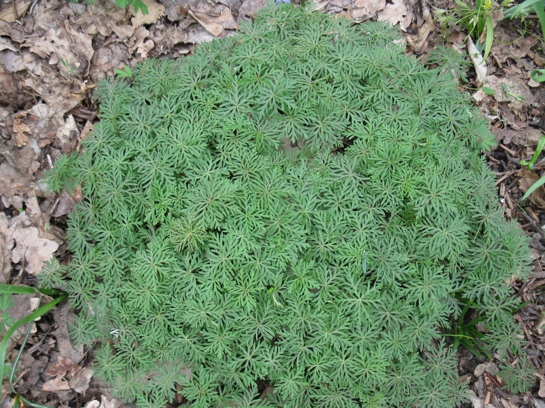 Изображение особи Geranium tuberosum.