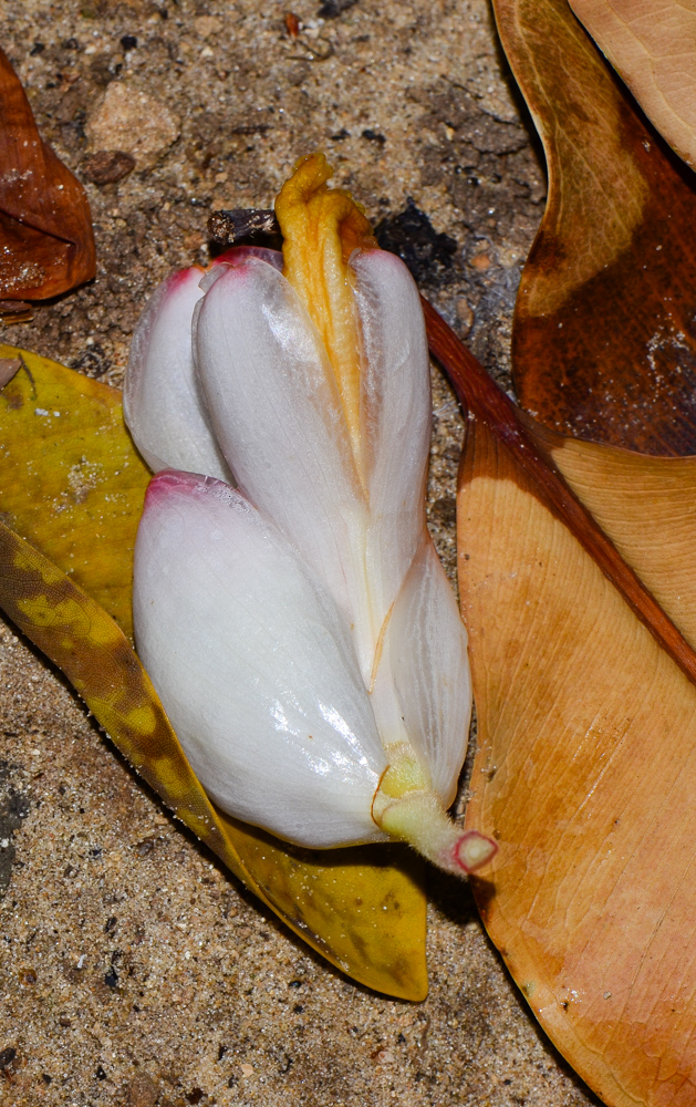 Image of Alpinia zerumbet specimen.