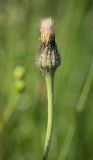 Trommsdorffia maculata. Нераскрывшееся соплодие. Пермский край, г. Пермь, Кировский р-н, разнотравный суходольный луг. 25.06.2016.