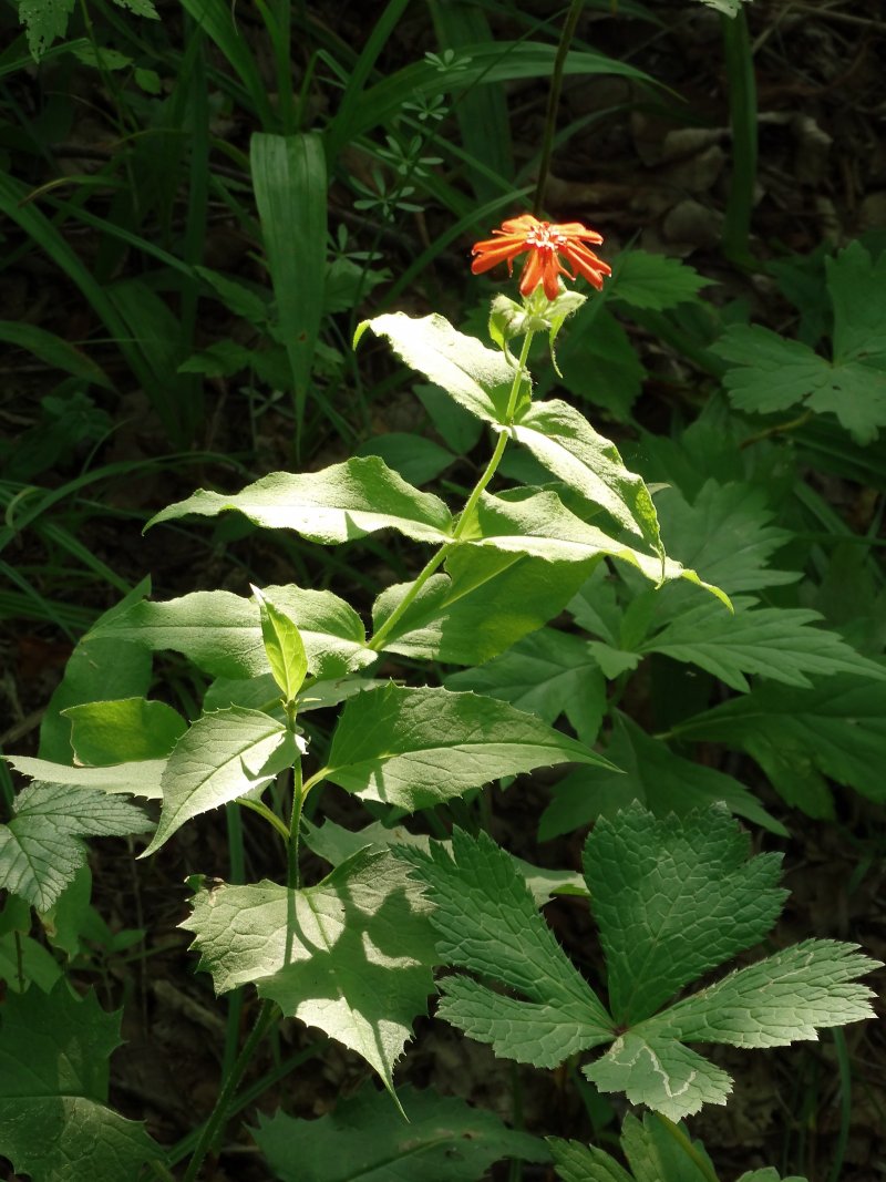 Image of Lychnis fulgens specimen.