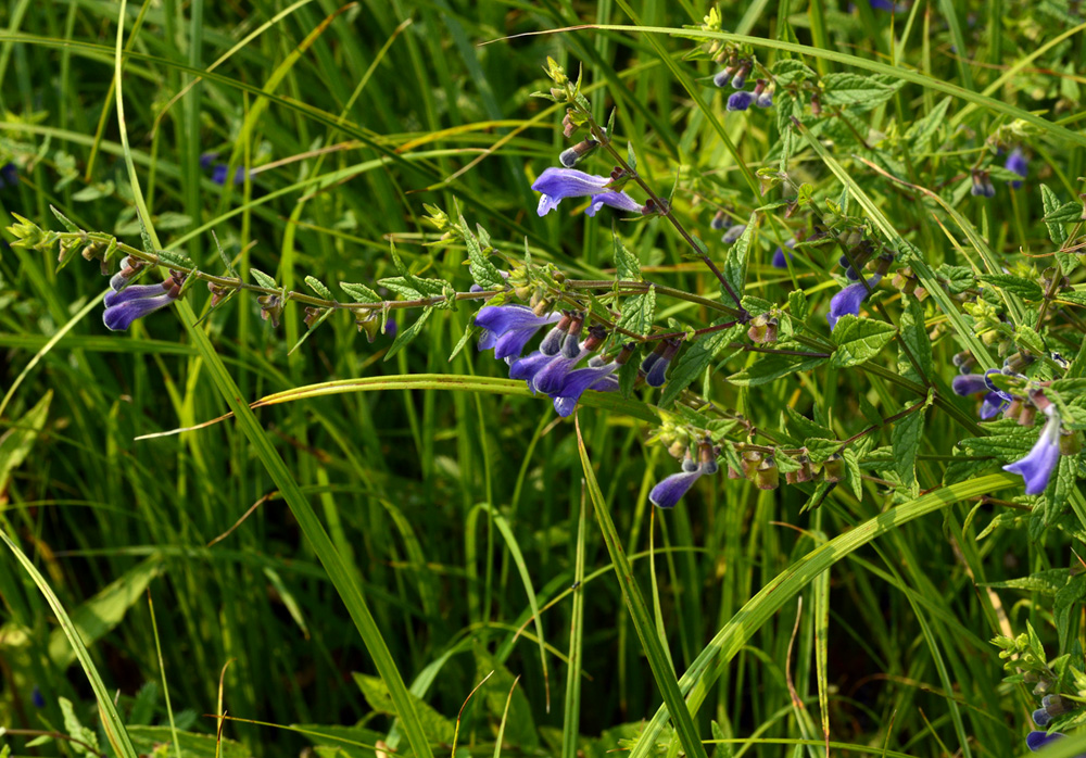 Image of Scutellaria galericulata specimen.