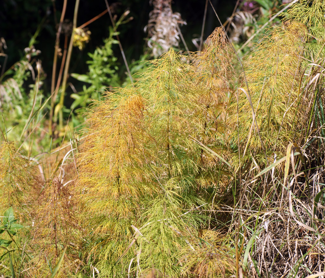 Image of Equisetum sylvaticum specimen.