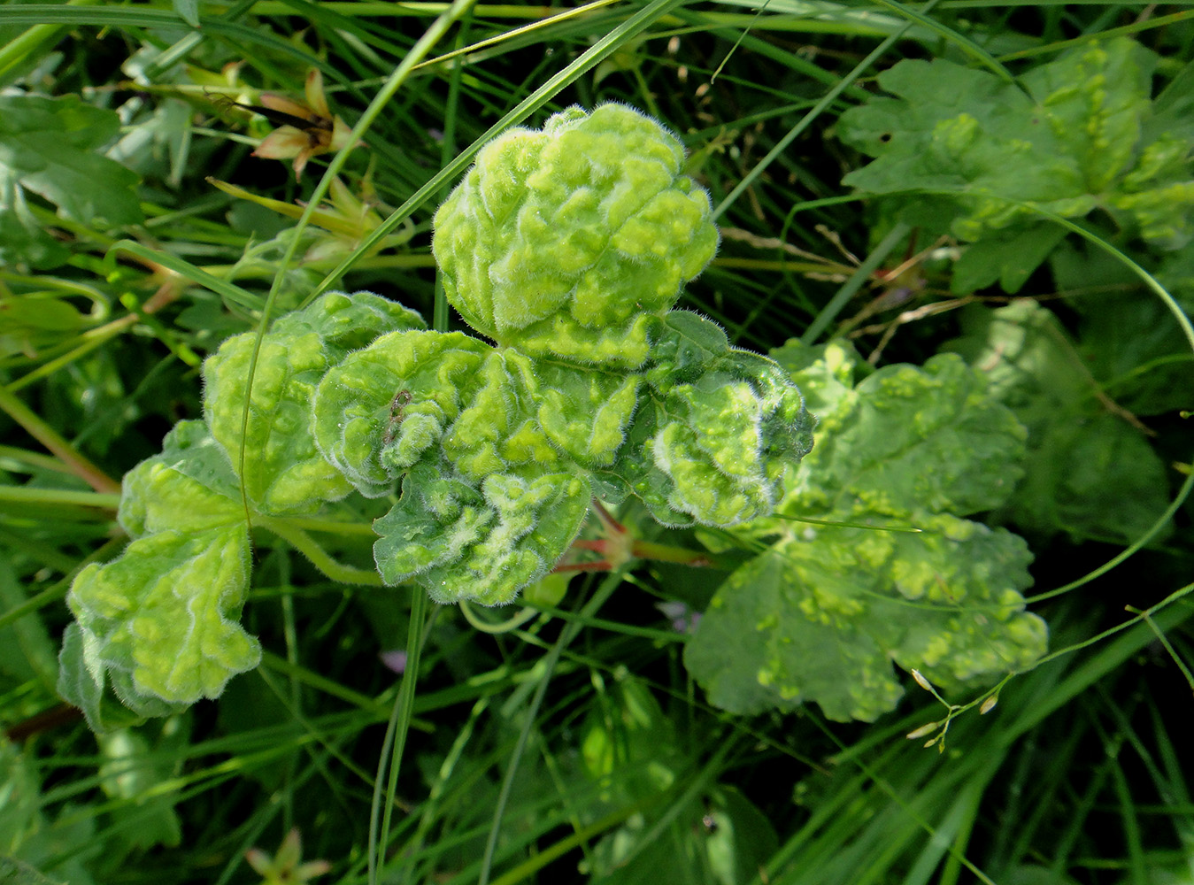 Image of Geranium wlassovianum specimen.