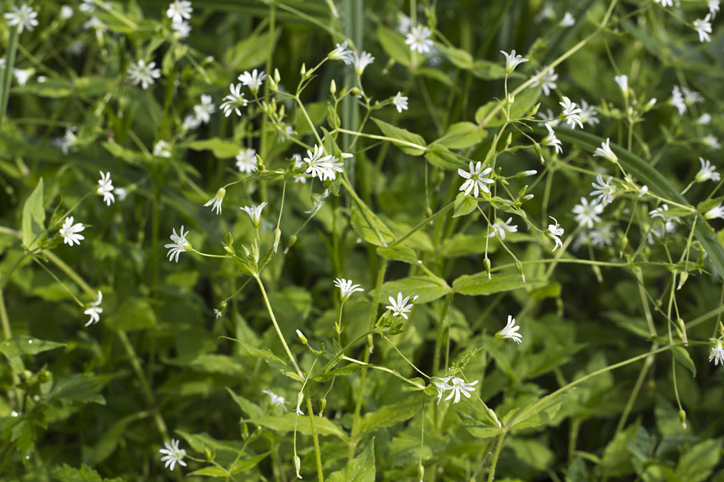 Изображение особи Stellaria nemorum.