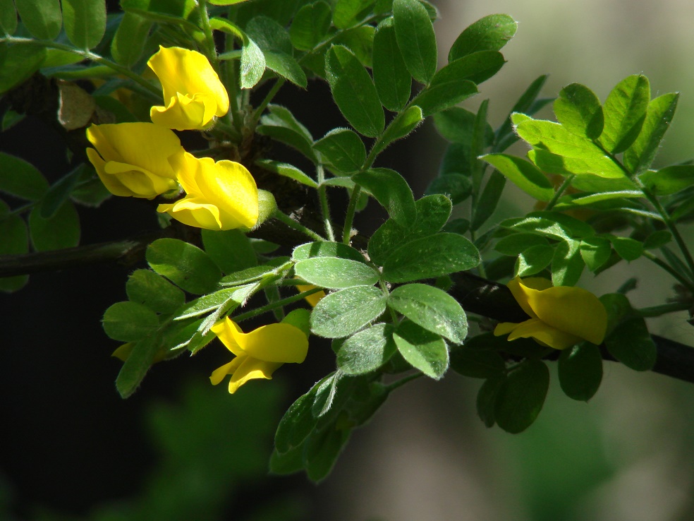 Image of Caragana arborescens specimen.