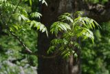 Fraxinus excelsior. Ветвь. Санкт-Петербург, Пушкинский р-н, Павловский парк. 01.06.2016.