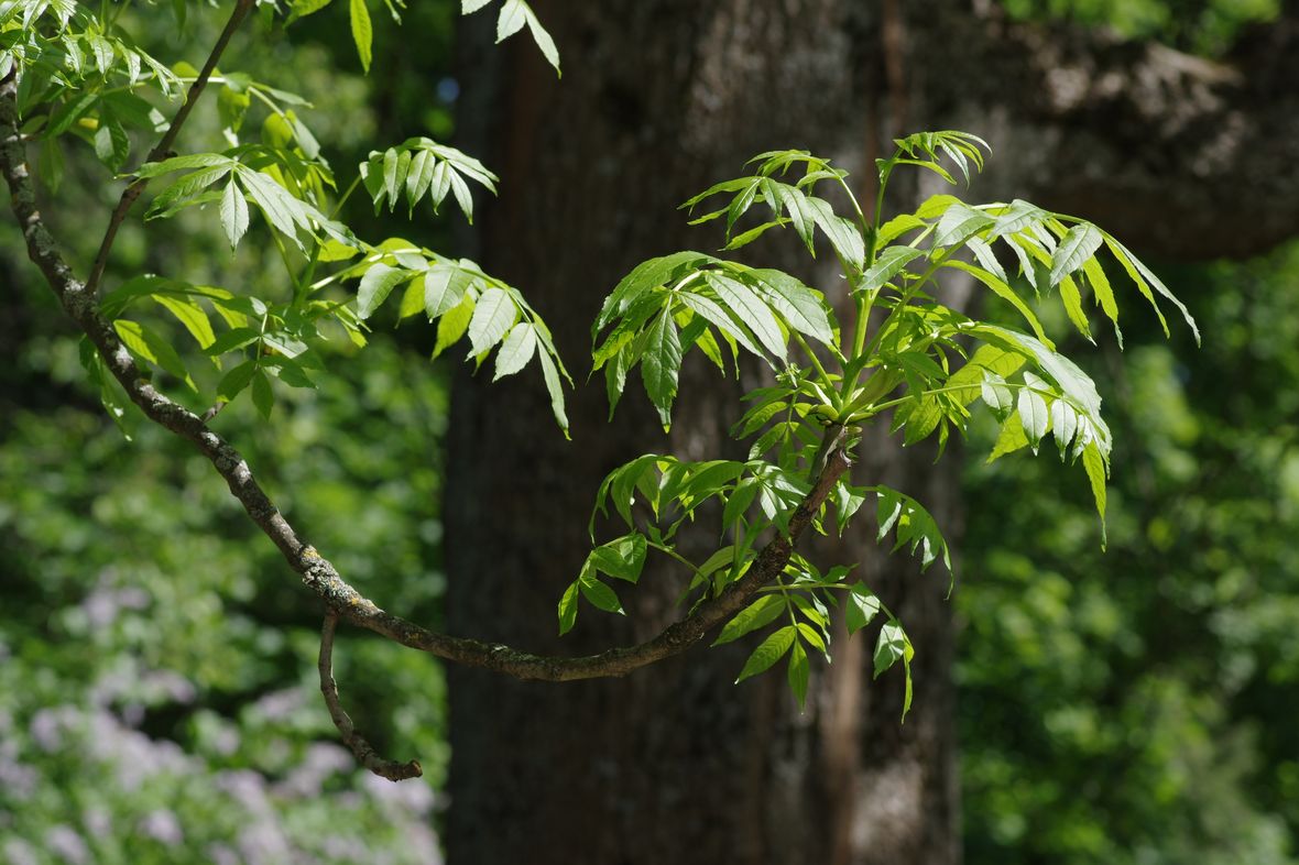 Image of Fraxinus excelsior specimen.