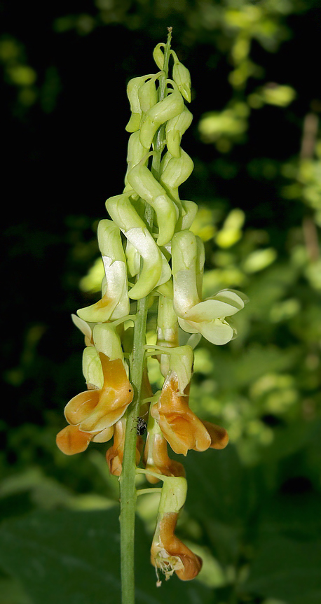 Image of Lathyrus davidii specimen.