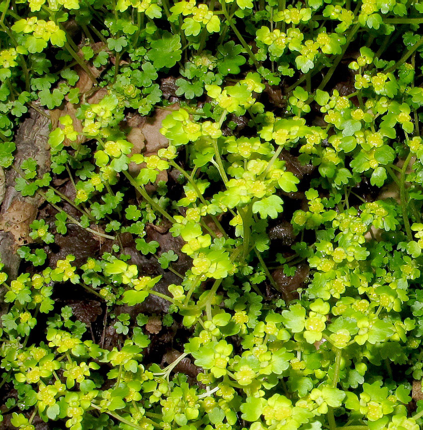 Image of Chrysosplenium flagelliferum specimen.