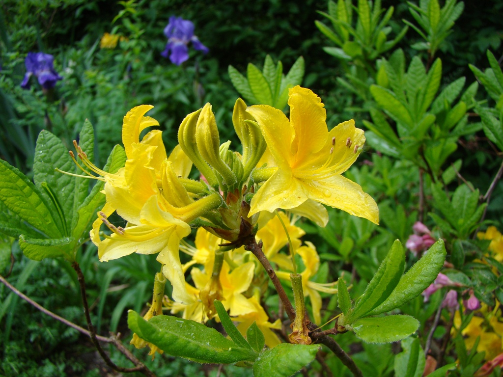 Image of Rhododendron luteum specimen.