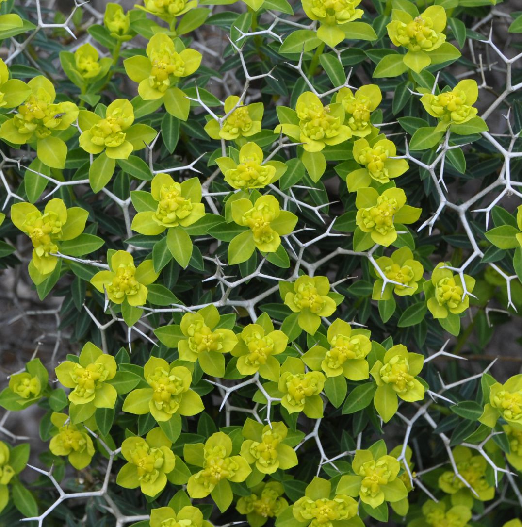 Изображение особи Euphorbia acanthothamnos.