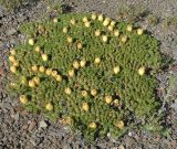 Смотреть изображение Maihuenia poeppigii