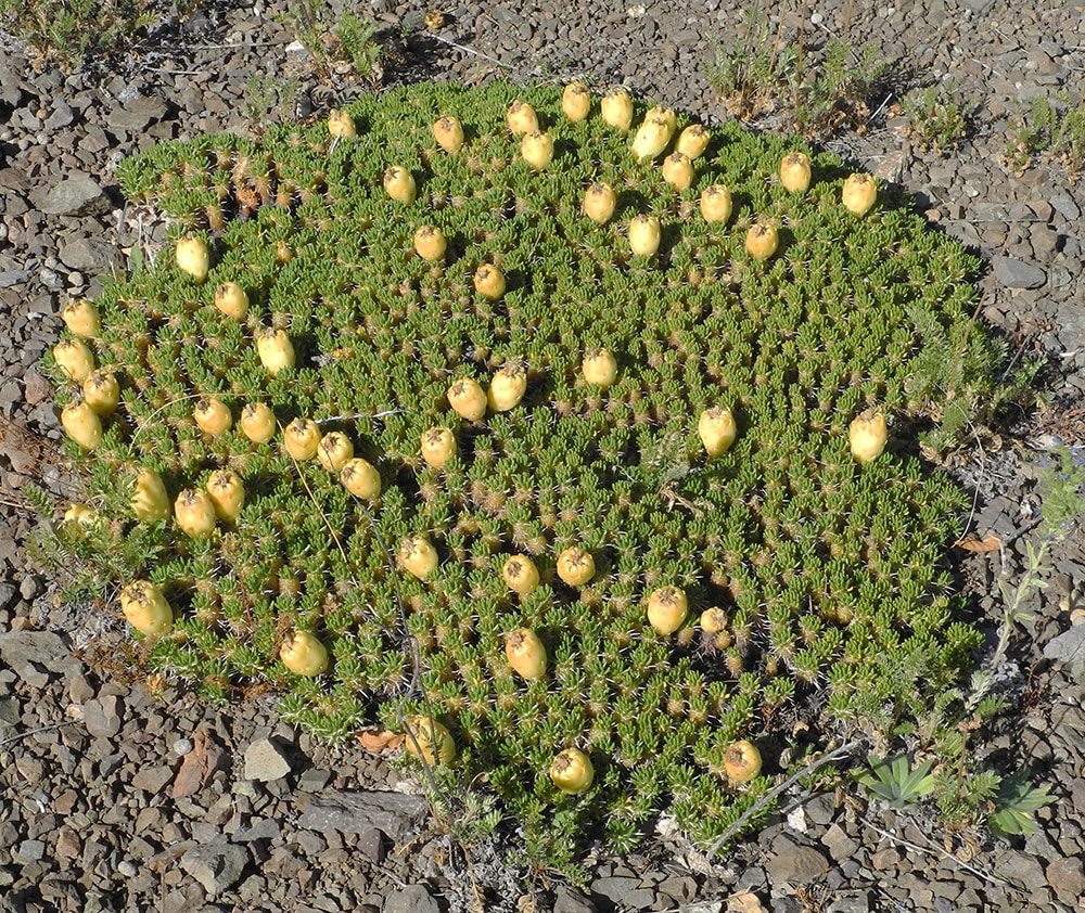 Image of Maihuenia poeppigii specimen.