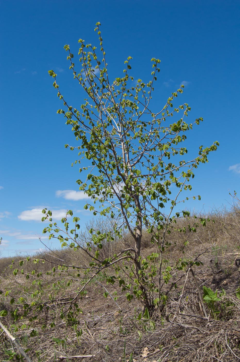 Изображение особи Ulmus glabra.