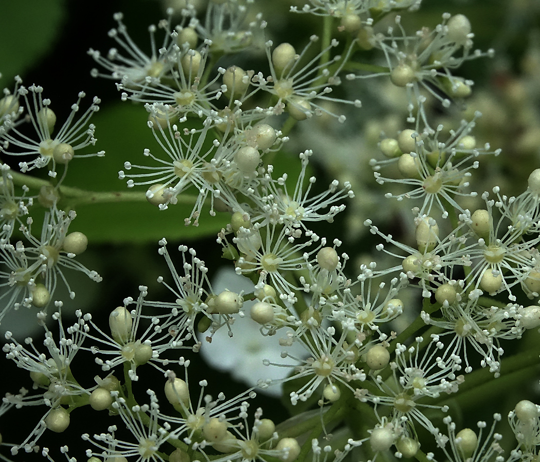 Image of Hydrangea petiolaris specimen.