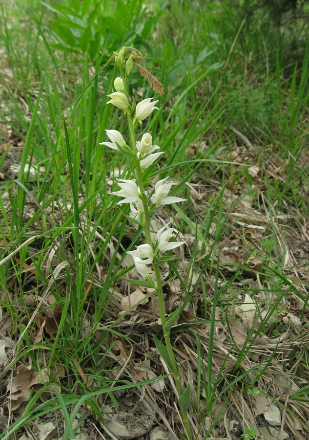 Image of Cephalanthera epipactoides specimen.