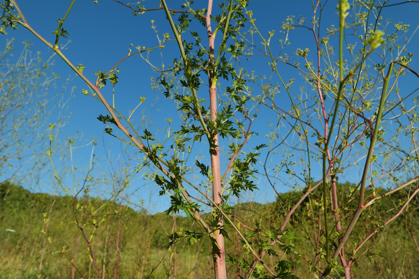 Изображение особи Xanthoselinum alsaticum.