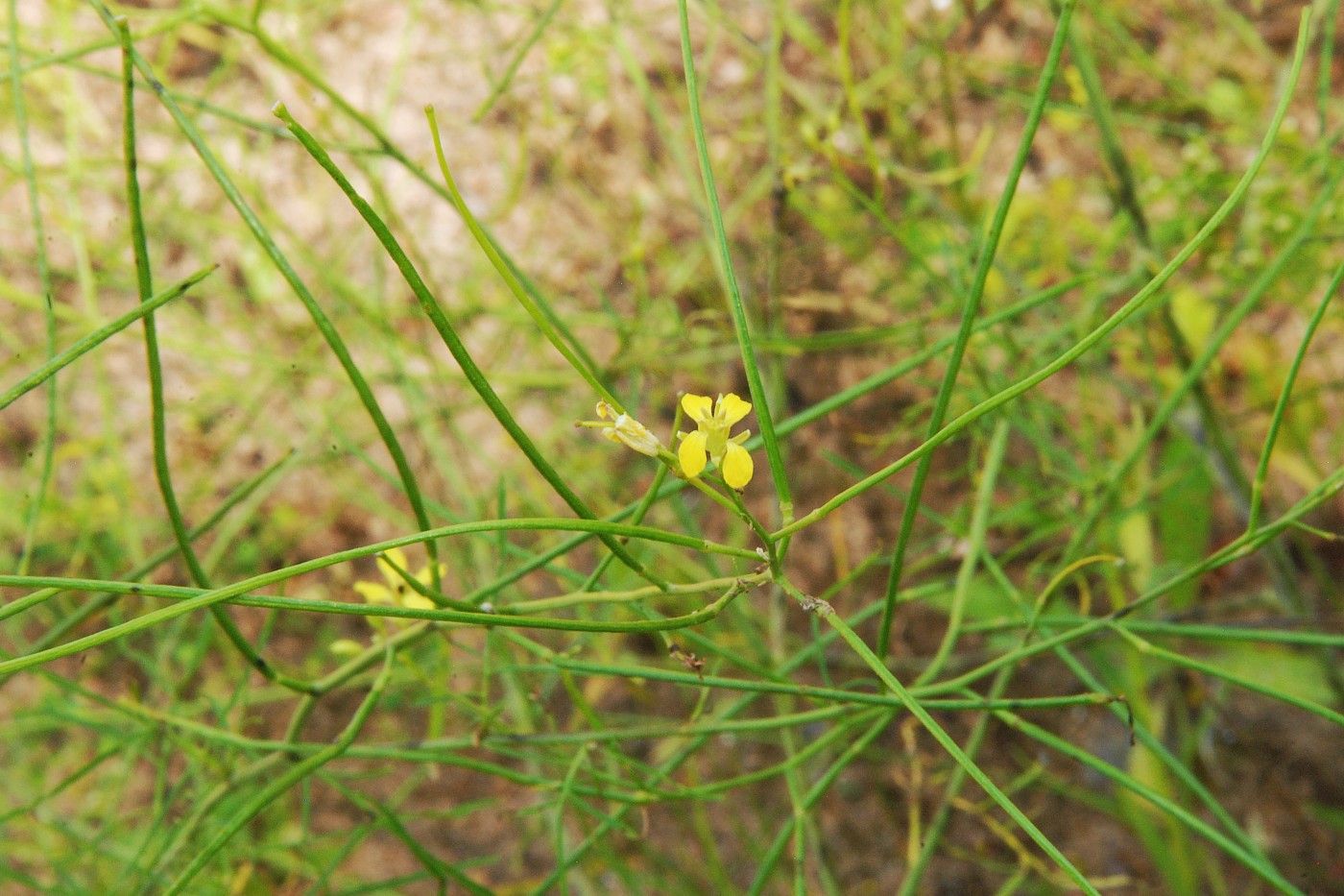 Изображение особи Sisymbrium altissimum.