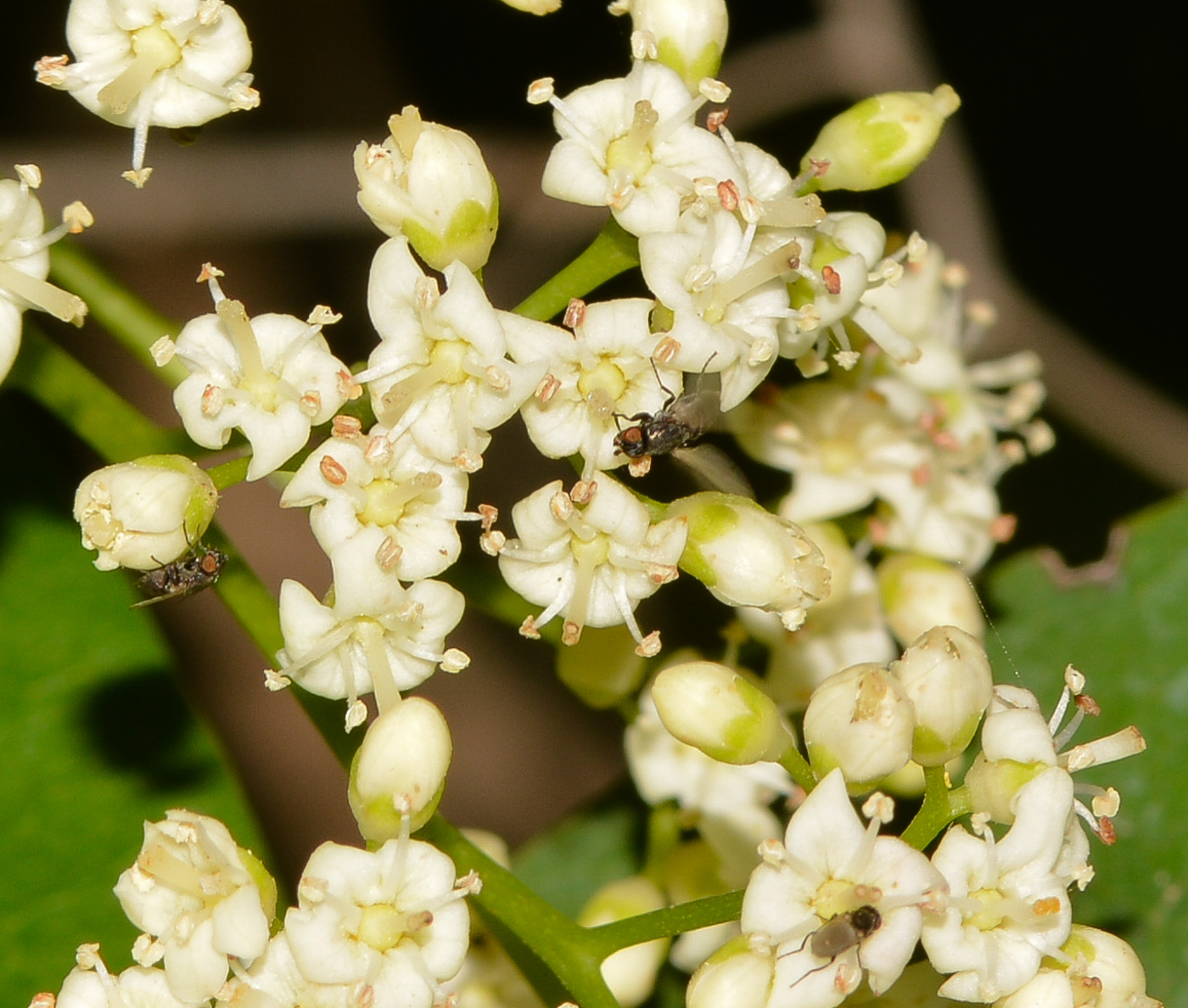 Image of Ehretia tinifolia specimen.