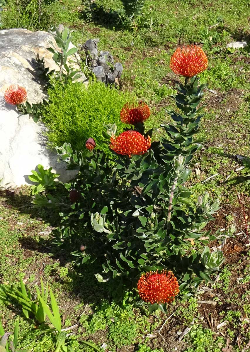 Image of Leucospermum cordifolium specimen.