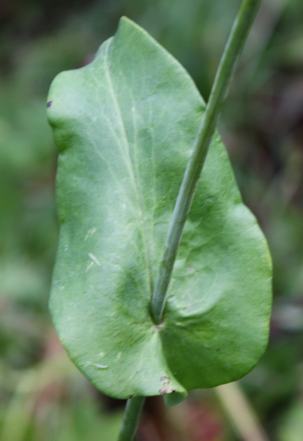 Изображение особи Bupleurum longifolium ssp. aureum.