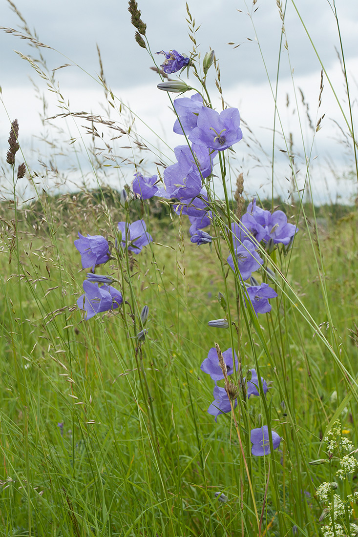 Image of Campanula persicifolia specimen.