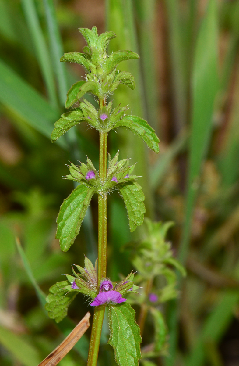 Image of Stachys neurocalycina specimen.