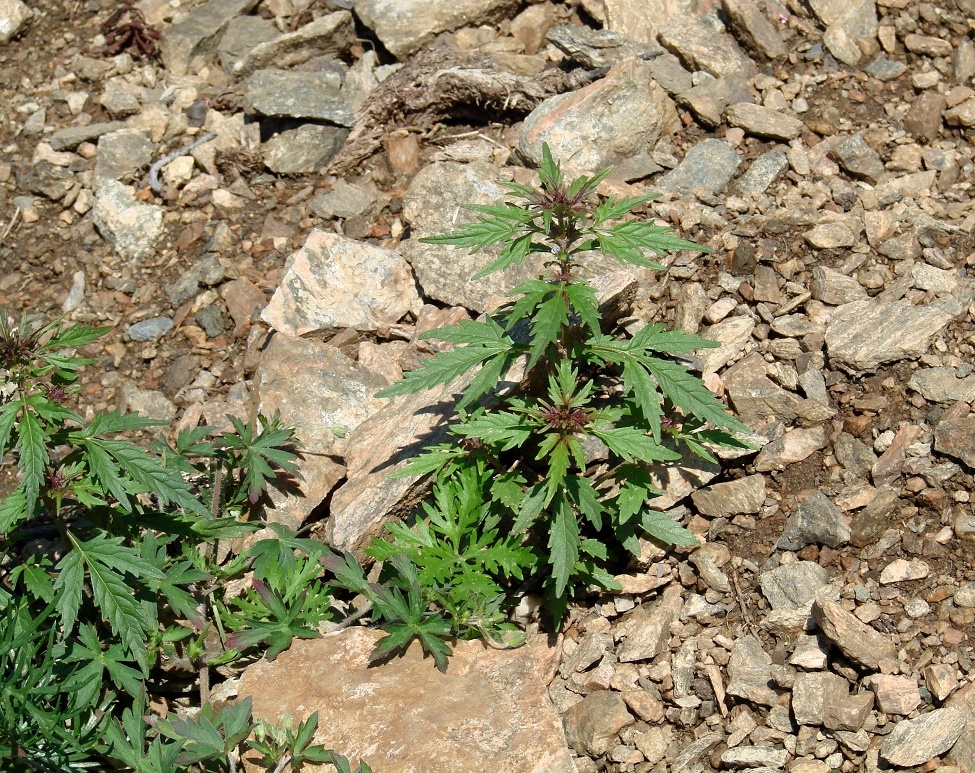 Image of Amethystea caerulea specimen.