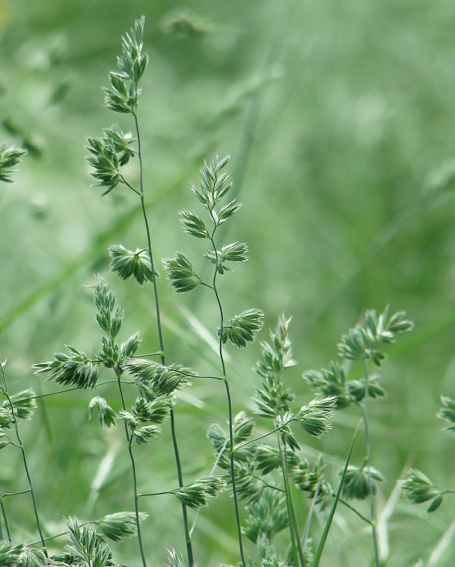 Image of Dactylis glomerata specimen.