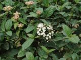 Viburnum tinus