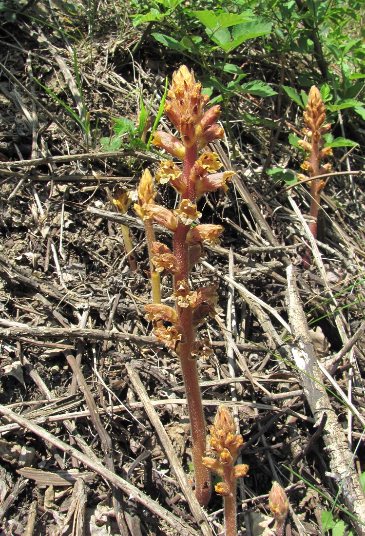 Изображение особи Orobanche laxissima.