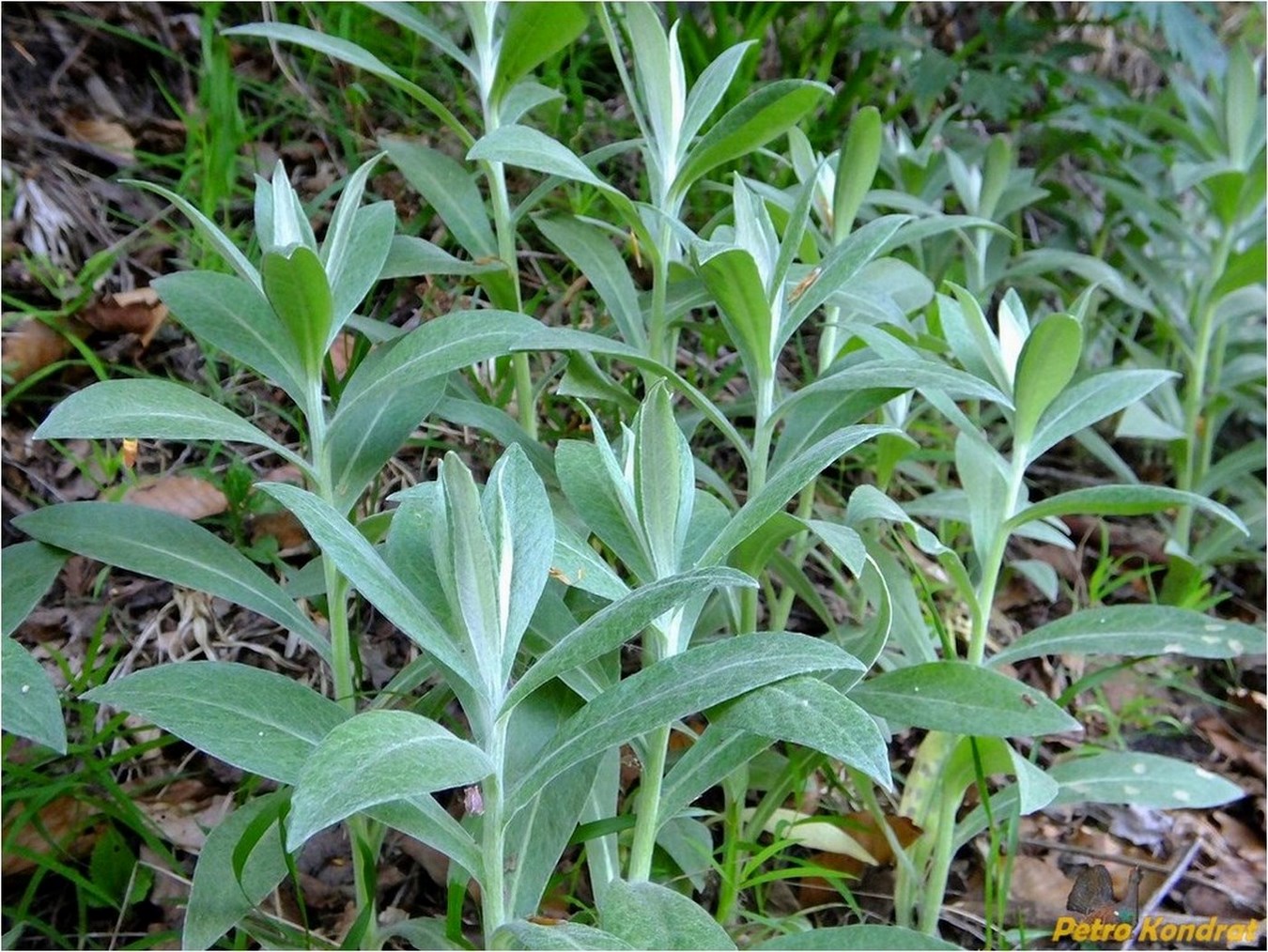 Изображение особи Centaurea mollis.