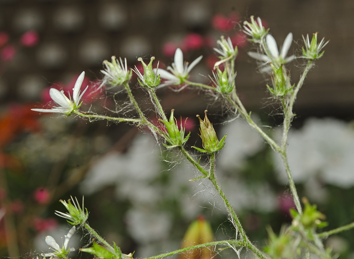 Изображение особи Saxifraga hirsuta.