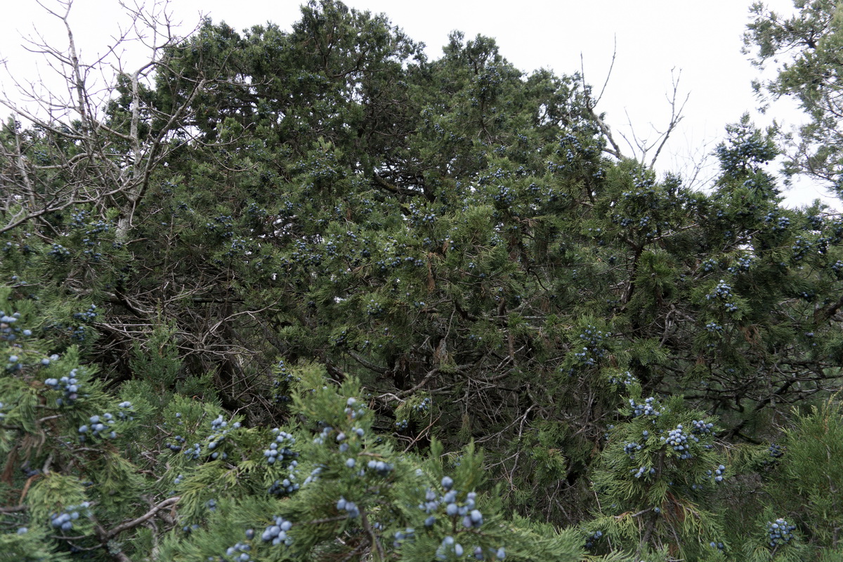 Image of Juniperus foetidissima specimen.