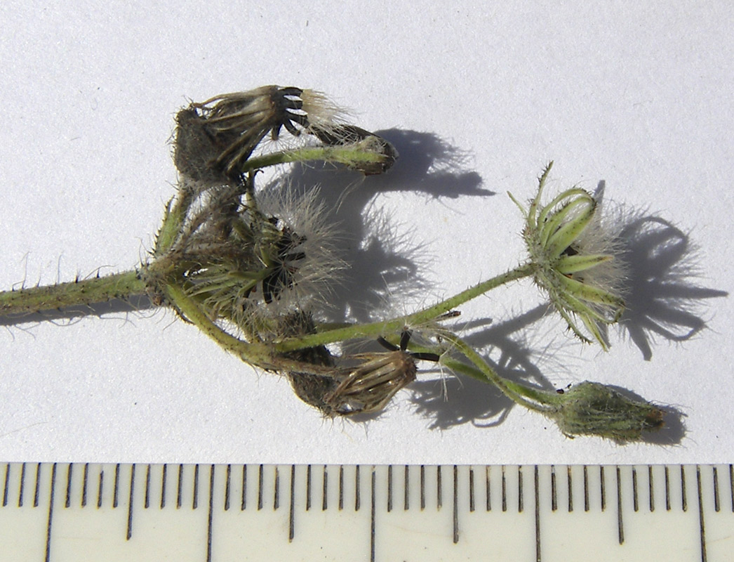 Image of Pilosella &times; auriculoides specimen.