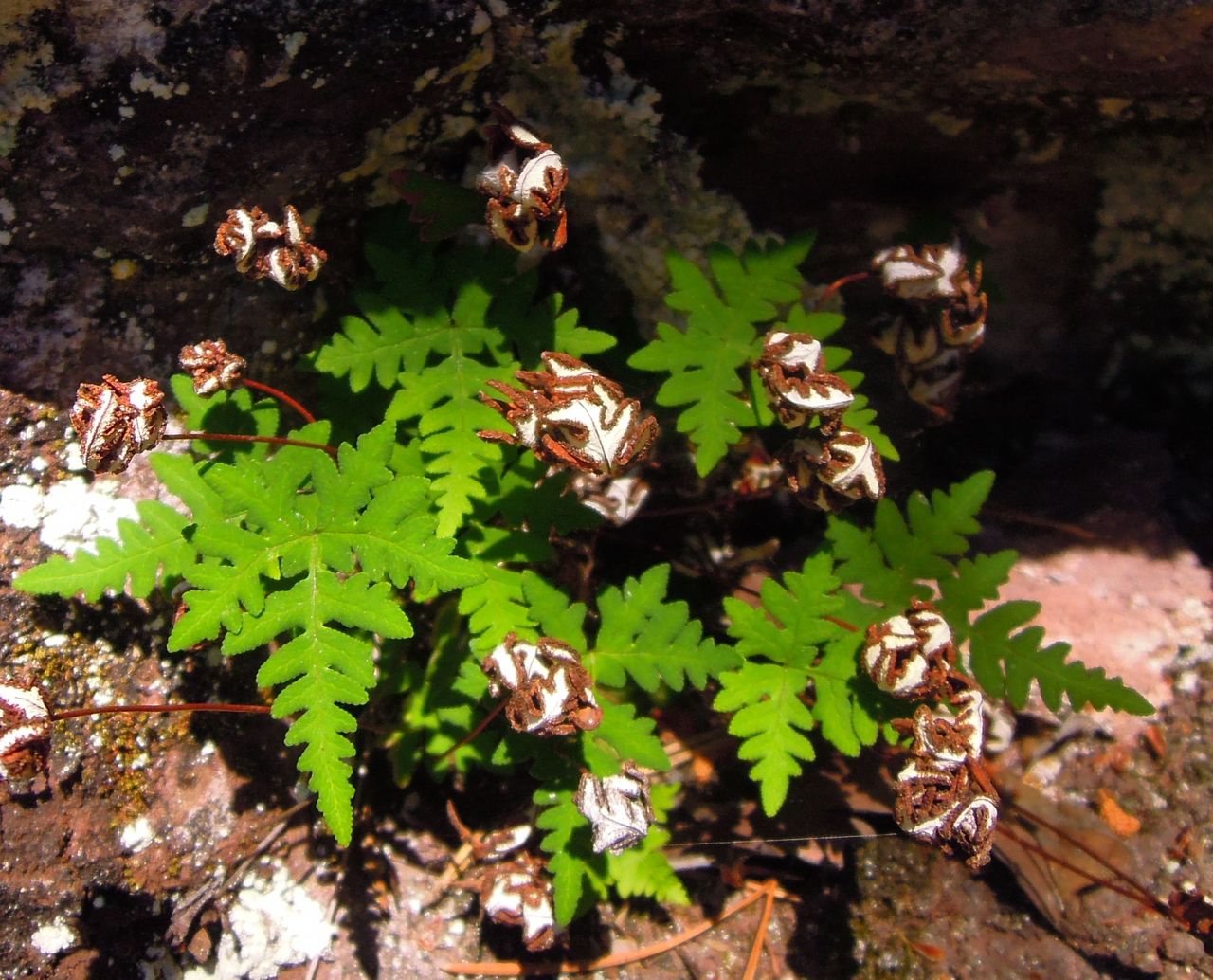 Image of Aleuritopteris argentea specimen.