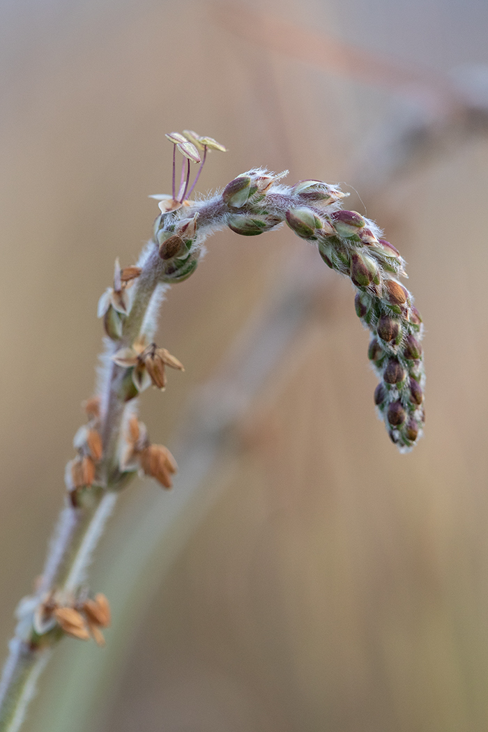 Image of Plantago albicans specimen.