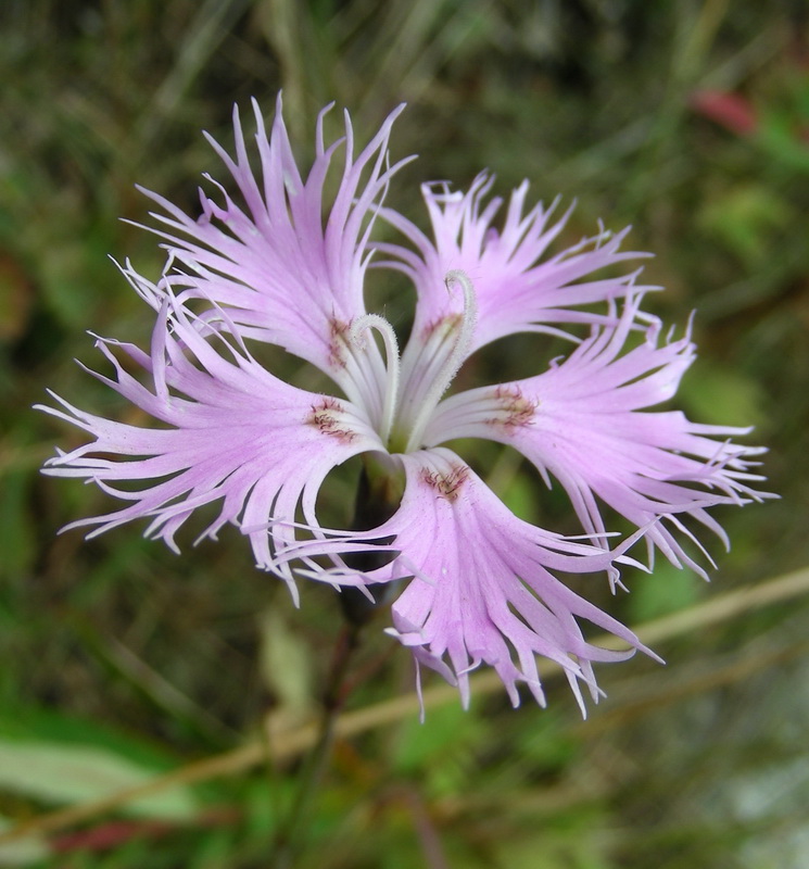 Image of Dianthus hoeltzeri specimen.