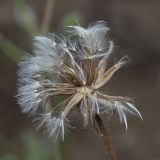 Crepis rhoeadifolia. Частично облетевшее соплодие. Крым, Бахчисарайский р-н, окр. пгт Куйбышево, перепаханный луг. 11.07.2019.