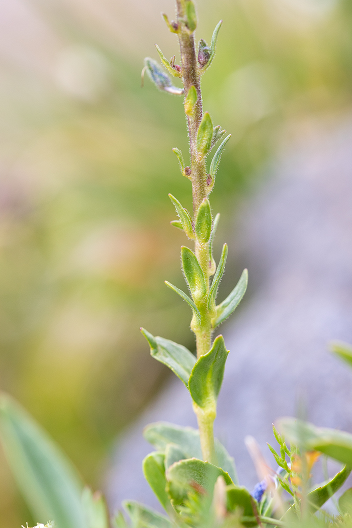 Image of Veronica gentianoides specimen.