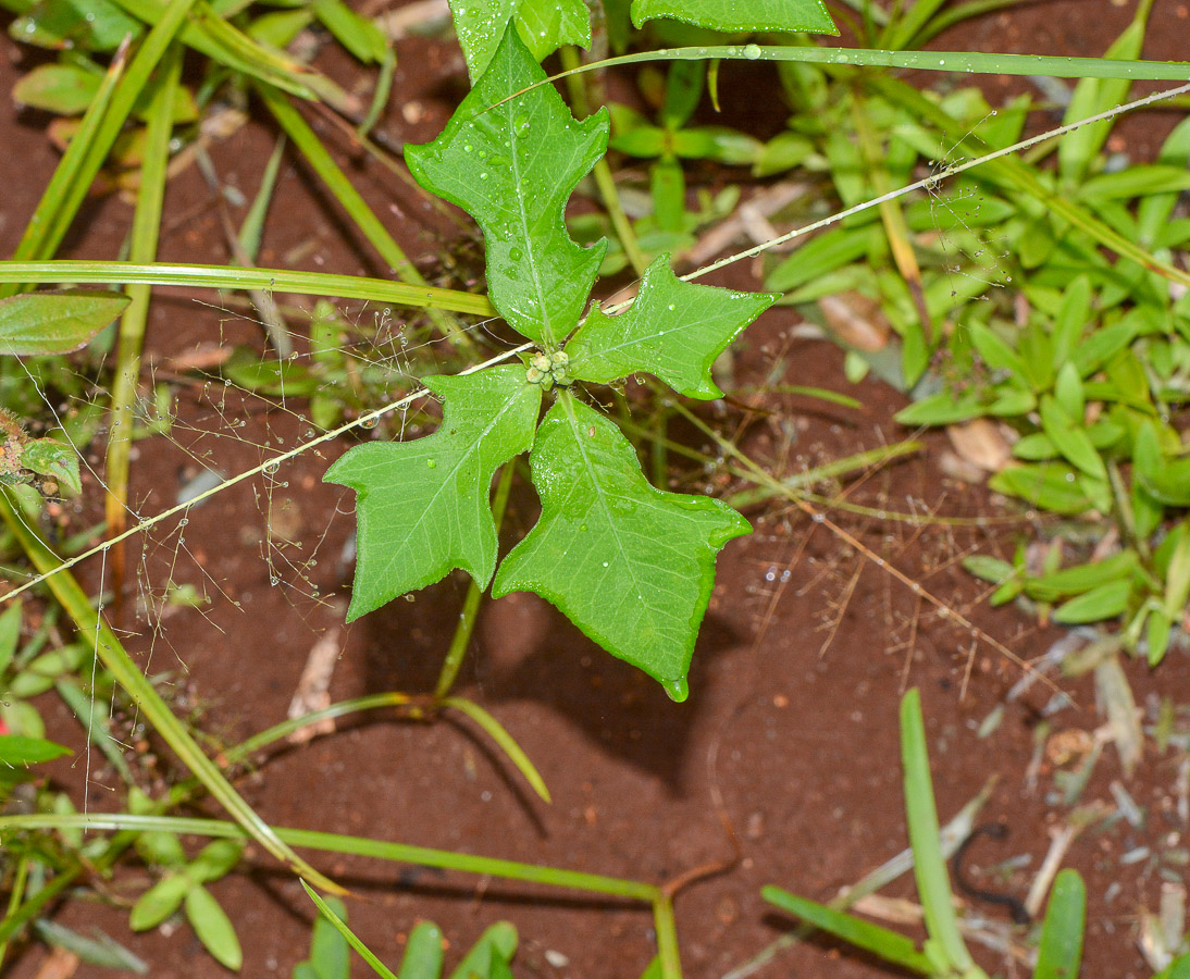 Image of Euphorbia heterophylla specimen.